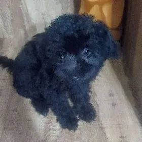 щенок звонок