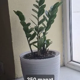 gül цветы öÿ güli zamiakulkas