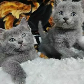 Шотландец и Табби