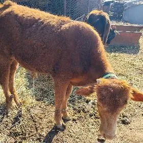 dogmadyk unajyn  we okuz