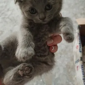 шотландские котята