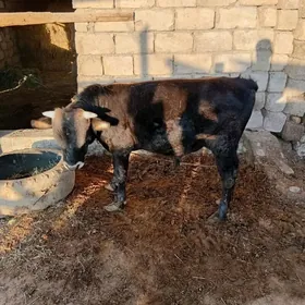 Öküz 1 ýaş 3 aý sygy