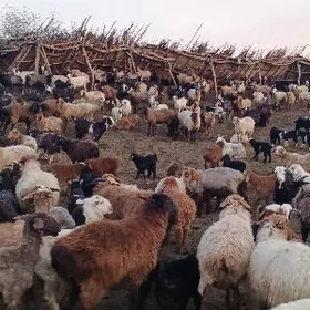 Guzuly goyun, erkec, geci