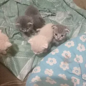 шотландские котята