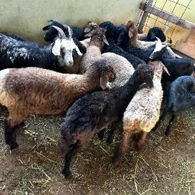 Bakylan İşşekler Tokgullar