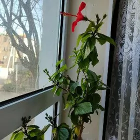 цветок китайская роза