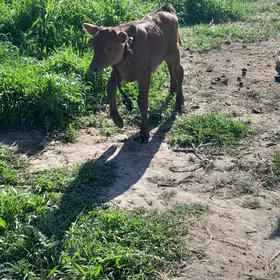 голели сигир