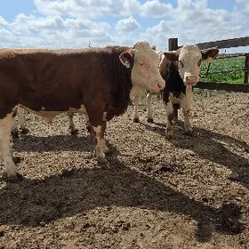 Симентал окизлер