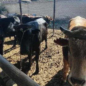 semiz okiz 8sany bar