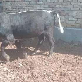 Бакылан окуз