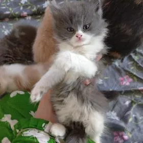 Биританиски пишичеклер