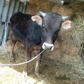 1 yas yarym. bolup baryan okuz