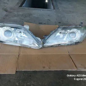 Öküz kelle haliji fara