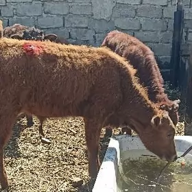 öküzçe tüwe öküz göle