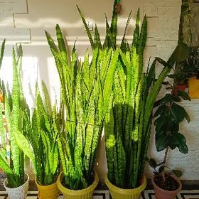 дом цветы большое горшки