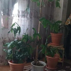 домашние  цветы