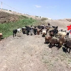 işşek serkeler ve guzulu goyun