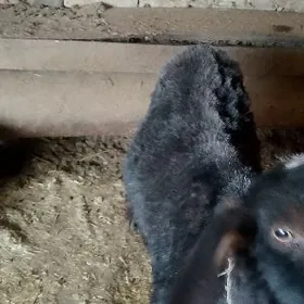 Теке 2яш семиз сояр ялы шахсыз