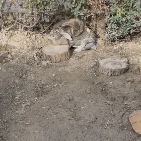 фландер Flander krolik товшан