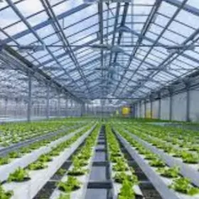 Teplissa Ýyladsyhana 30gektar