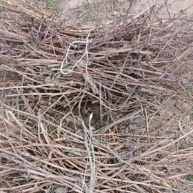 Çywyk Towuk ördek induk jüje