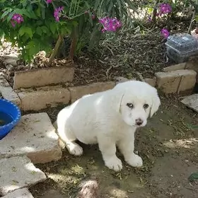 Девочка алабай