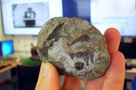 Süýdemdirijileriň ata-babalary ýumurtga basyp köpelipdirler: bu 250 million ýyl mundan ozal bolupdyr