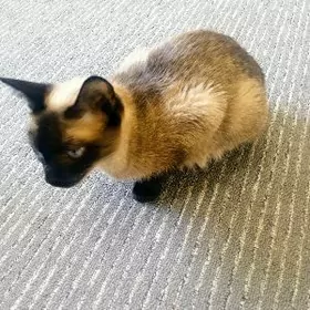 В ДОБРЫЕ РУКИ