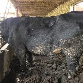 баклык окуз