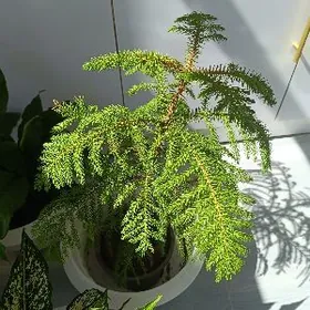 Ауквария ( Ёлка)