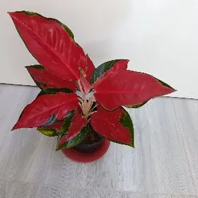 Агланема Пинк коасный