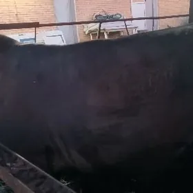 Smental bn Şwet okiz gigant