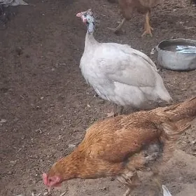 sisarka 65156220 jan et