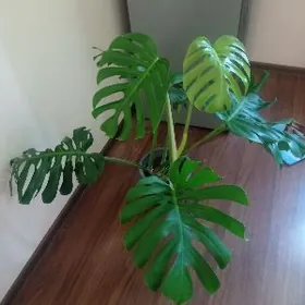 Орхидея и другие