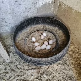 owgan indug yymrtgasy