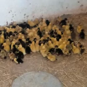 гак-гак жуже