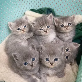 британские котята