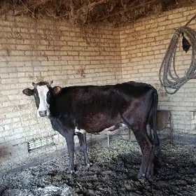 баклык унадын