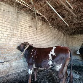 баклык окуз