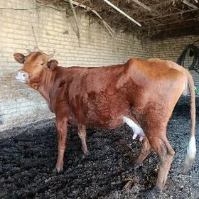 голели сыгыр