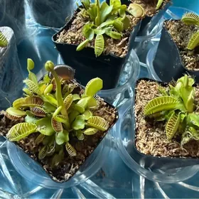 мухаловка  Венерина