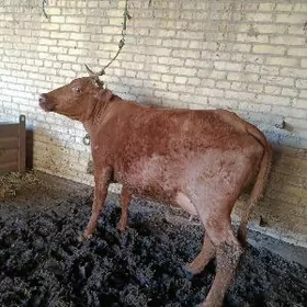 голели сыгыр