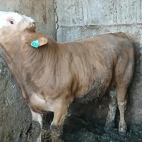 simntal kelek öküz