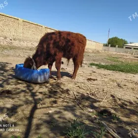 MALAR IKI OJEK OKTJE BIREM SKR