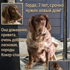 В добрые руки