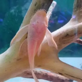 анциструсы