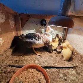 Индюшка / Indyushka