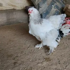 Брама таввук