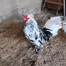 Карлик хороз таввук