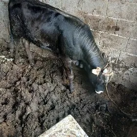 Okűz yasajyk bakylan